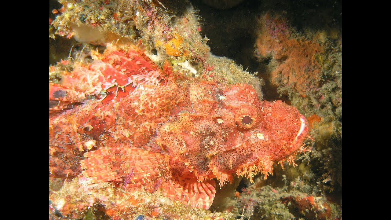 Diving Safari on Coin de Mire with old friends and a new diving family
