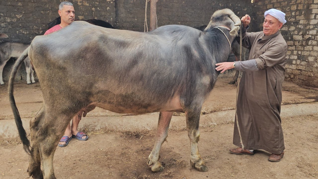 إنهيار في أسعار الجاموس الوالد في مزرعة المعلم واصف بنزينات اعلي لبن في اليوم