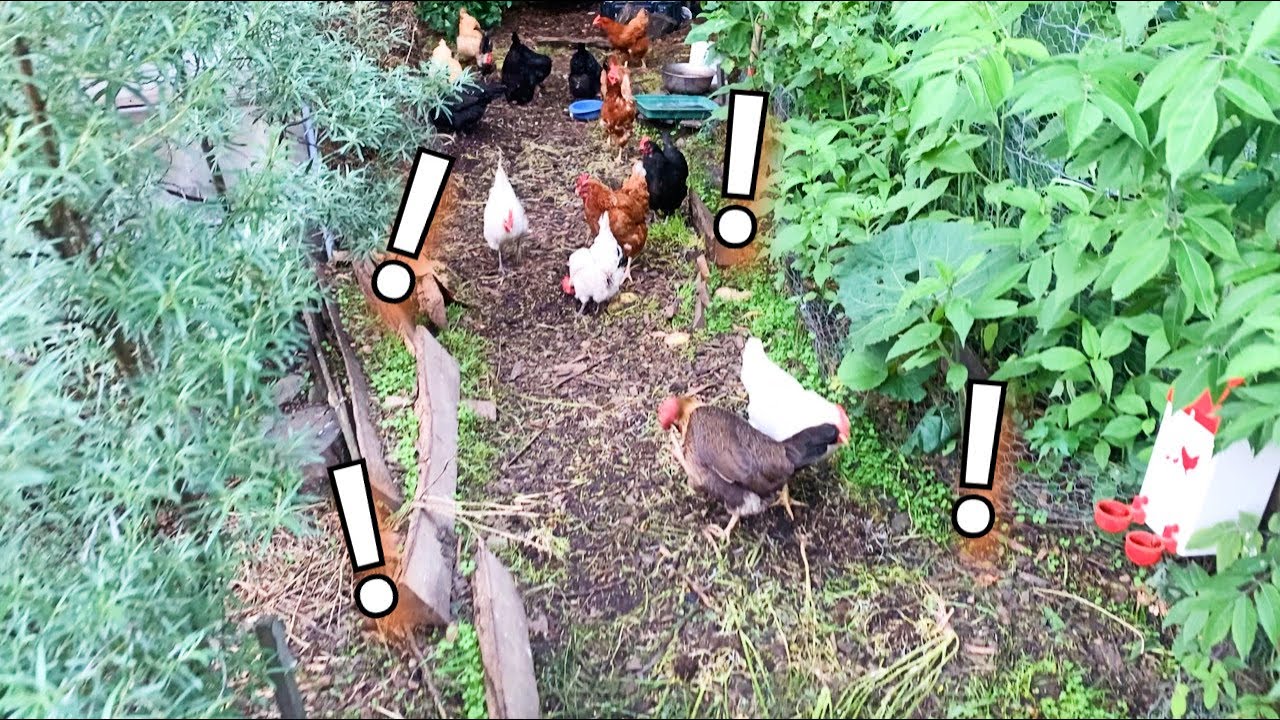 A Walkway Feeds Our Chickens!?!