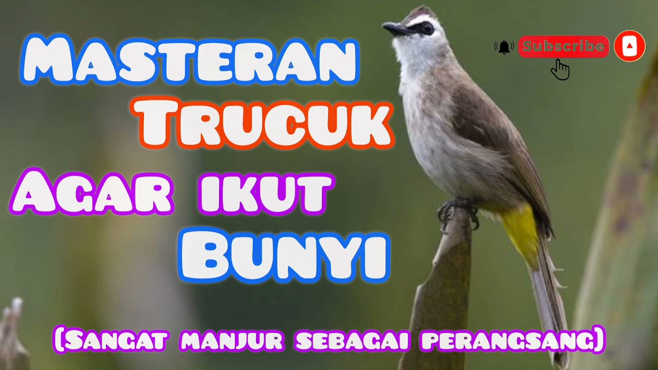 Masteran Pancingan Trucukan || perangsang trucuk bahan-ombyokan-macet biar cepat gacor