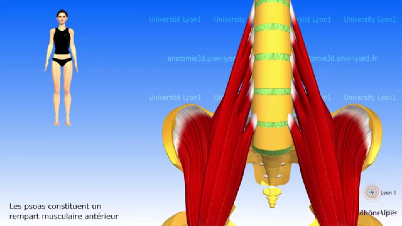 L'ilio-psoas ou psoas-iliaque