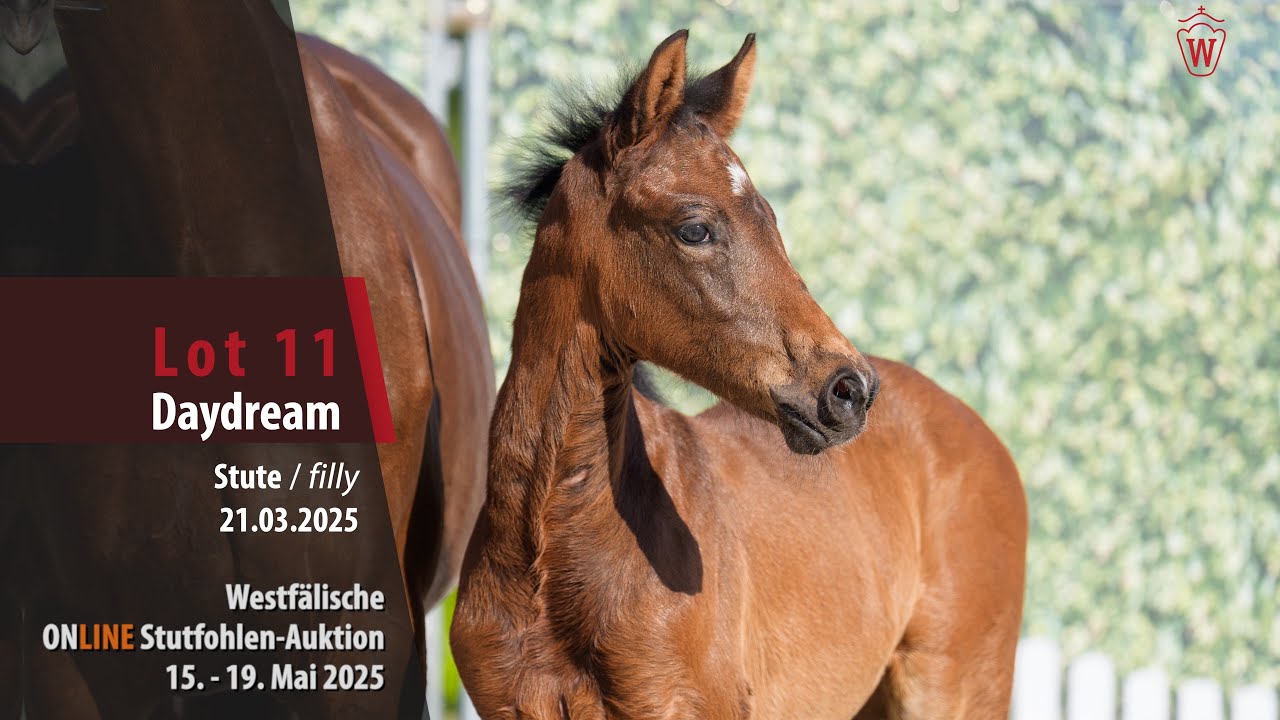 ONLINE Stutfohlen-Auktion Lot 11 Daydream Stute v. Dark Dynamic - Valverde