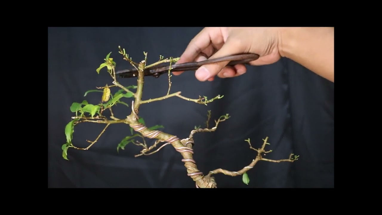 White ficus Bonsai