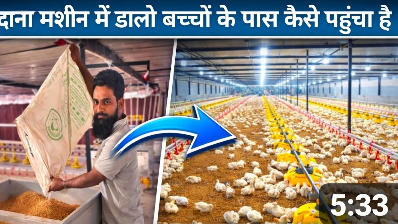 EC मुर्गी फॉर्म में दाना मशीन में डाला जाने लगा वीडियो जरुर देखो  EC poultry farm 
