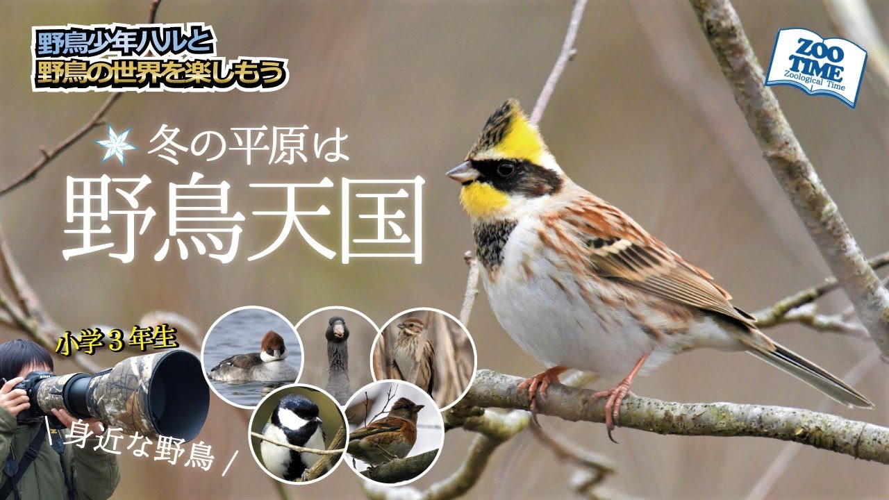 【㉑野鳥パラダイス】ヨシ原の中のオオジュリンを完全攻略