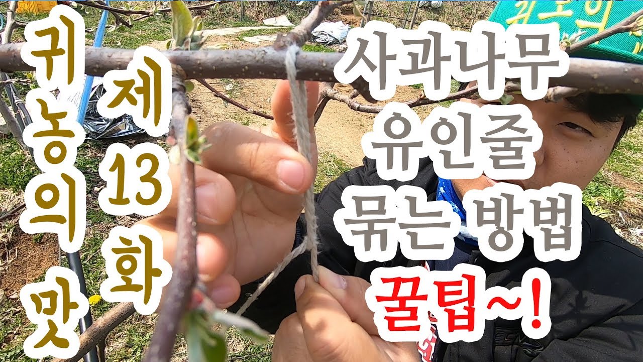 사과나무 유인줄 묶는 방법(꿀팁)
