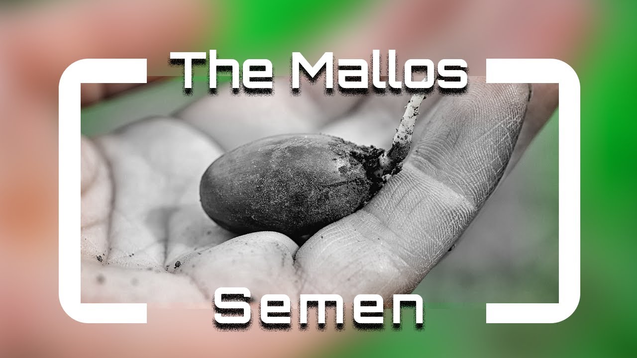 The Mallos - Semen (V&iacute;deo Oficial)