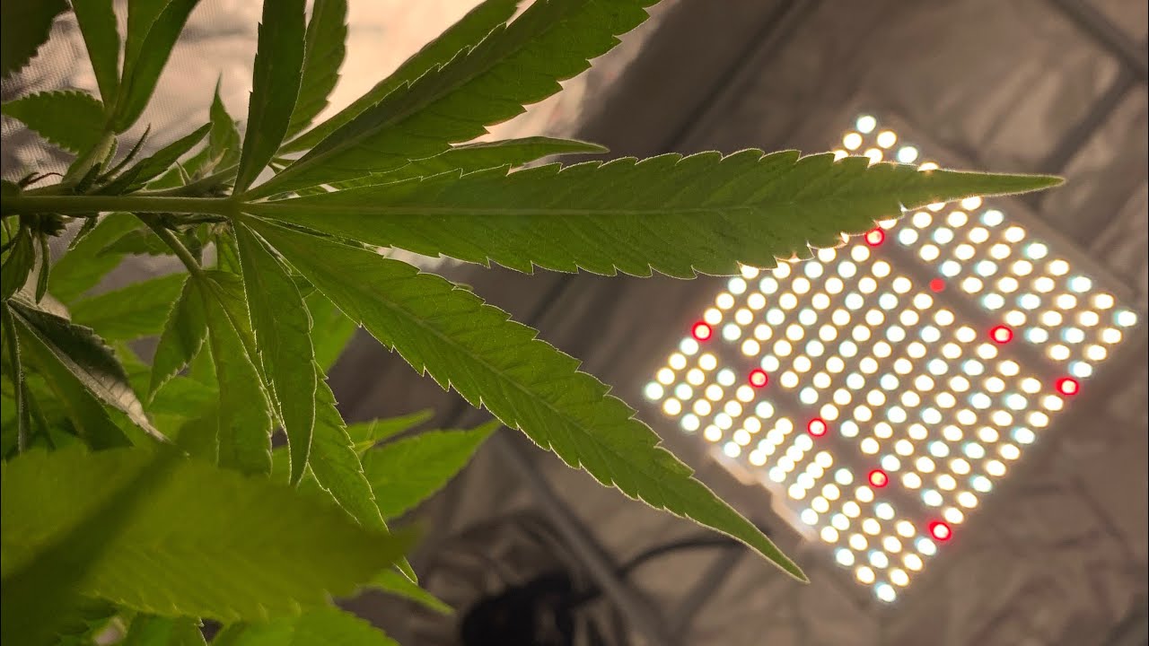Spider Farmer 1000 Grow Light Review