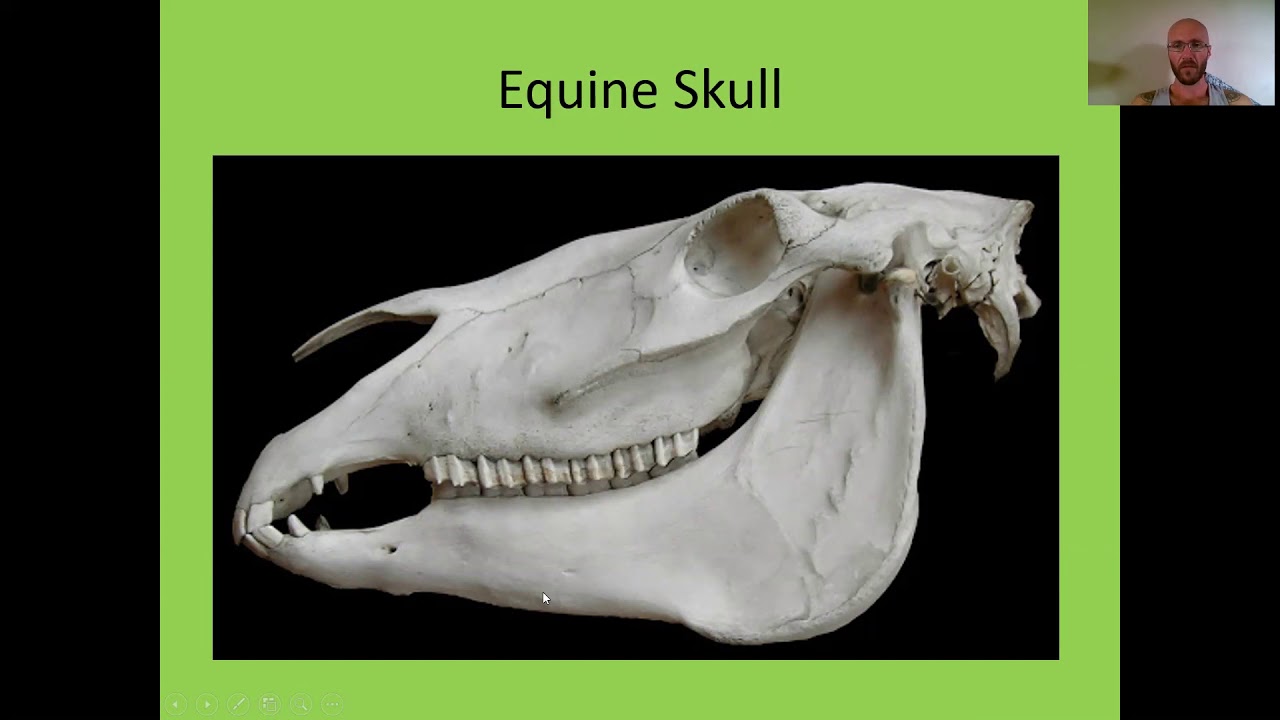 Perissodactyla - Equines