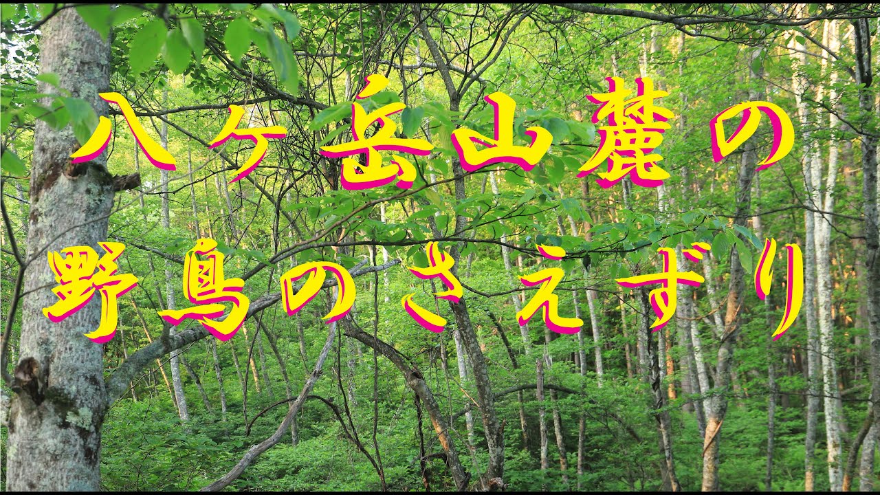 森に響く野鳥のさえずり【自然の音・BGM癒し】4K