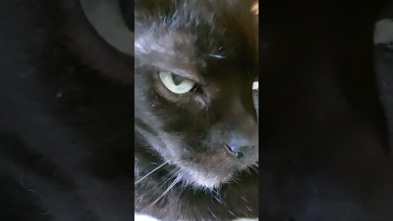 Cat Misery Can't Be A Hangover ... #meow #funnysongformycat