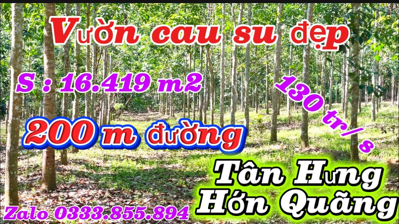 Vườn cau su 5 năm tuổi 1,64 ha 200 m mặt đường cách dân cư 200 m giá chỉ 130 tr / sào 