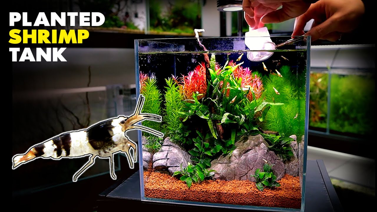 Aquascape Tutorial CRYSTAL BLACK SHRIMP Nano Cube (How To: Planted Aquarium Step By Step Setup)