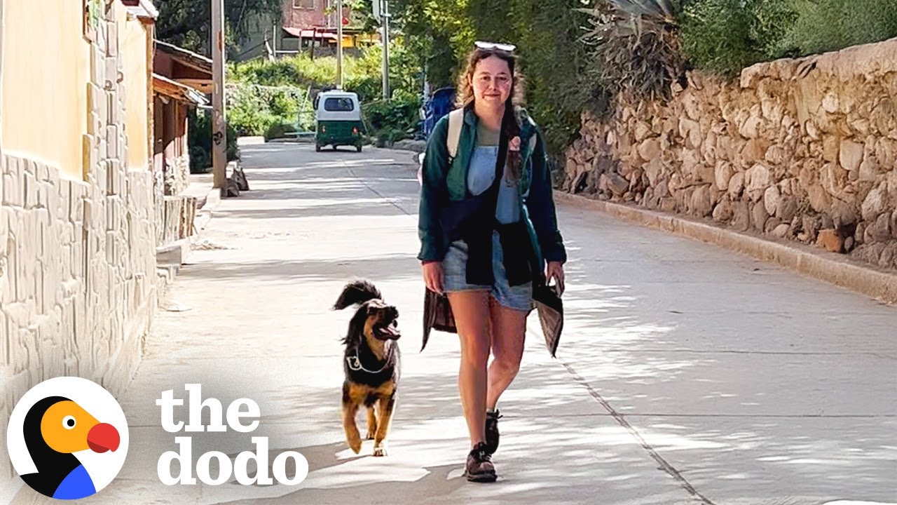 Stray Dog In Peru Refuses To Leave Tourist&rsquo;s Side | The Dodo
