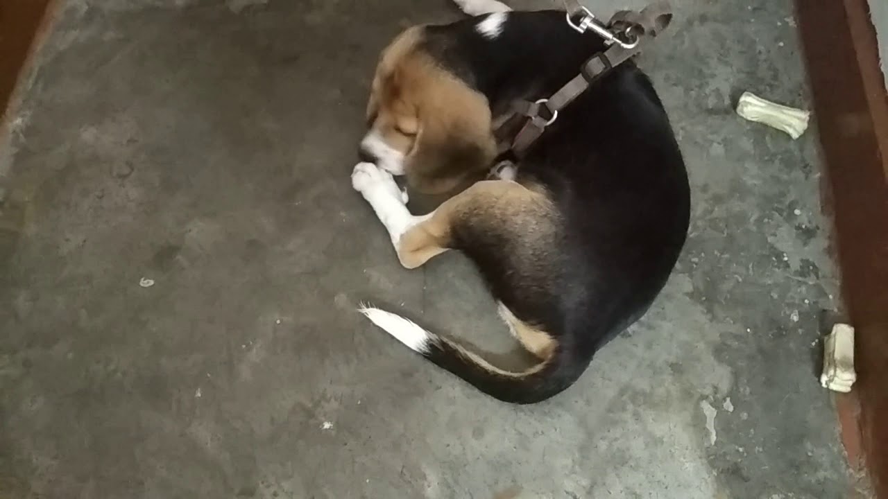 Trying his level hard to chase his own tail | Leo The Beagle