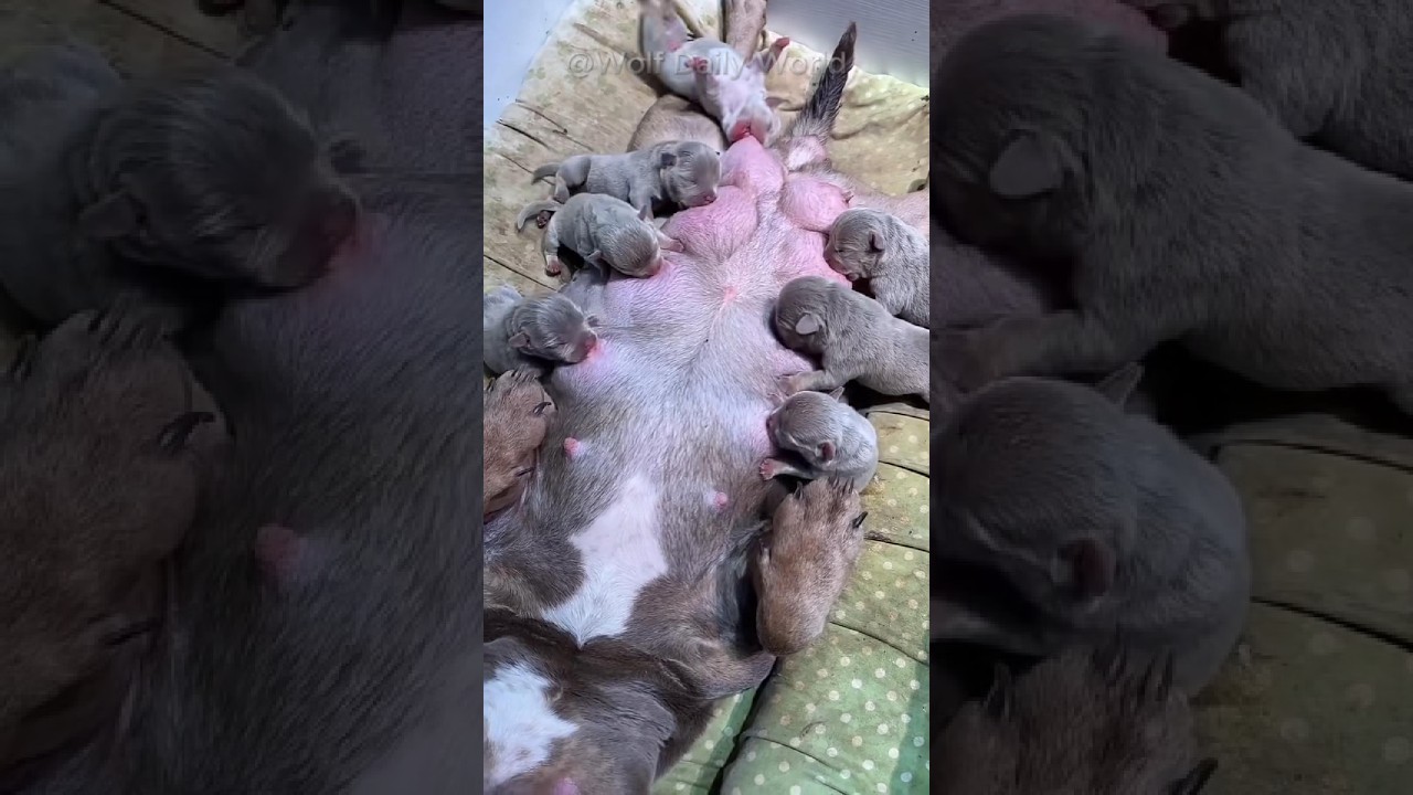 When You Have Too Many Hungry Mouths to Feed #wolf #greywolf #wolfpack  #wolfdog #shorts #mamawolf