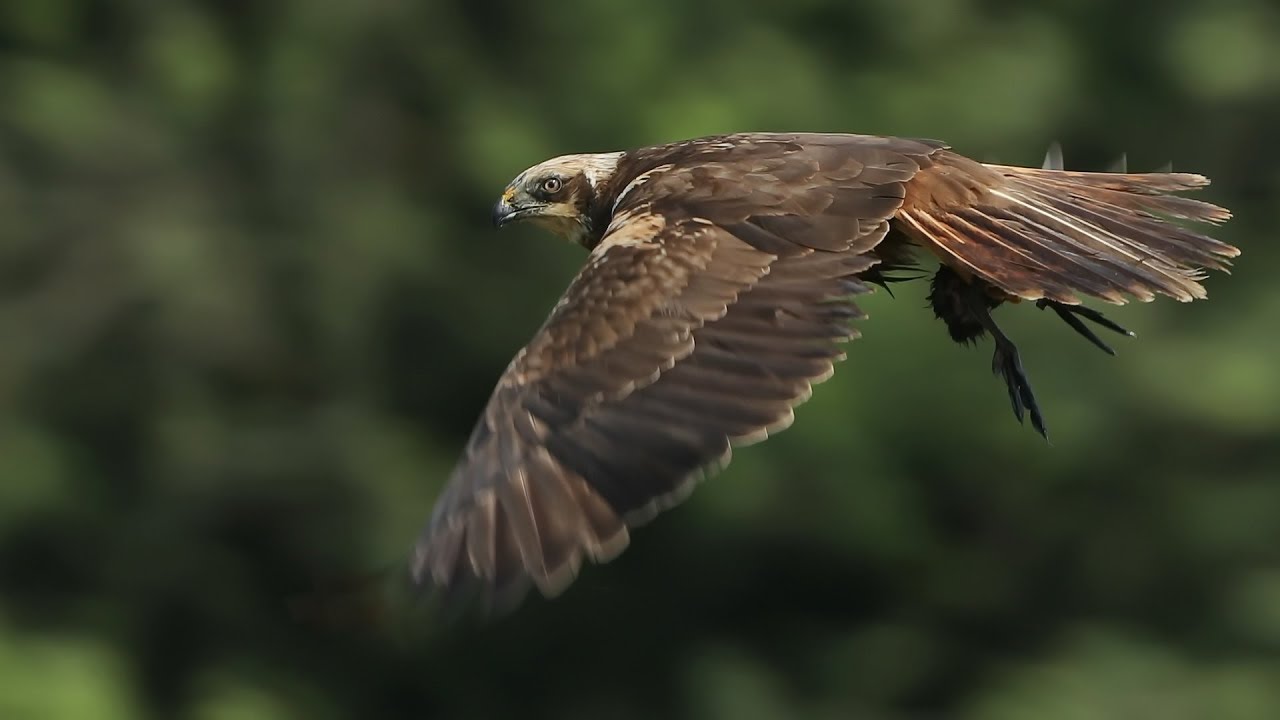 Different Marsh Harriers in Flight