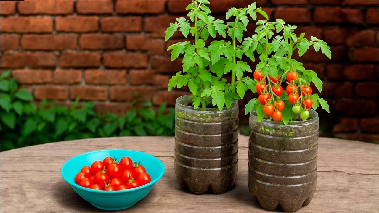 🍅 Сад в бутылке: выращивание томатов на небольшом пространстве