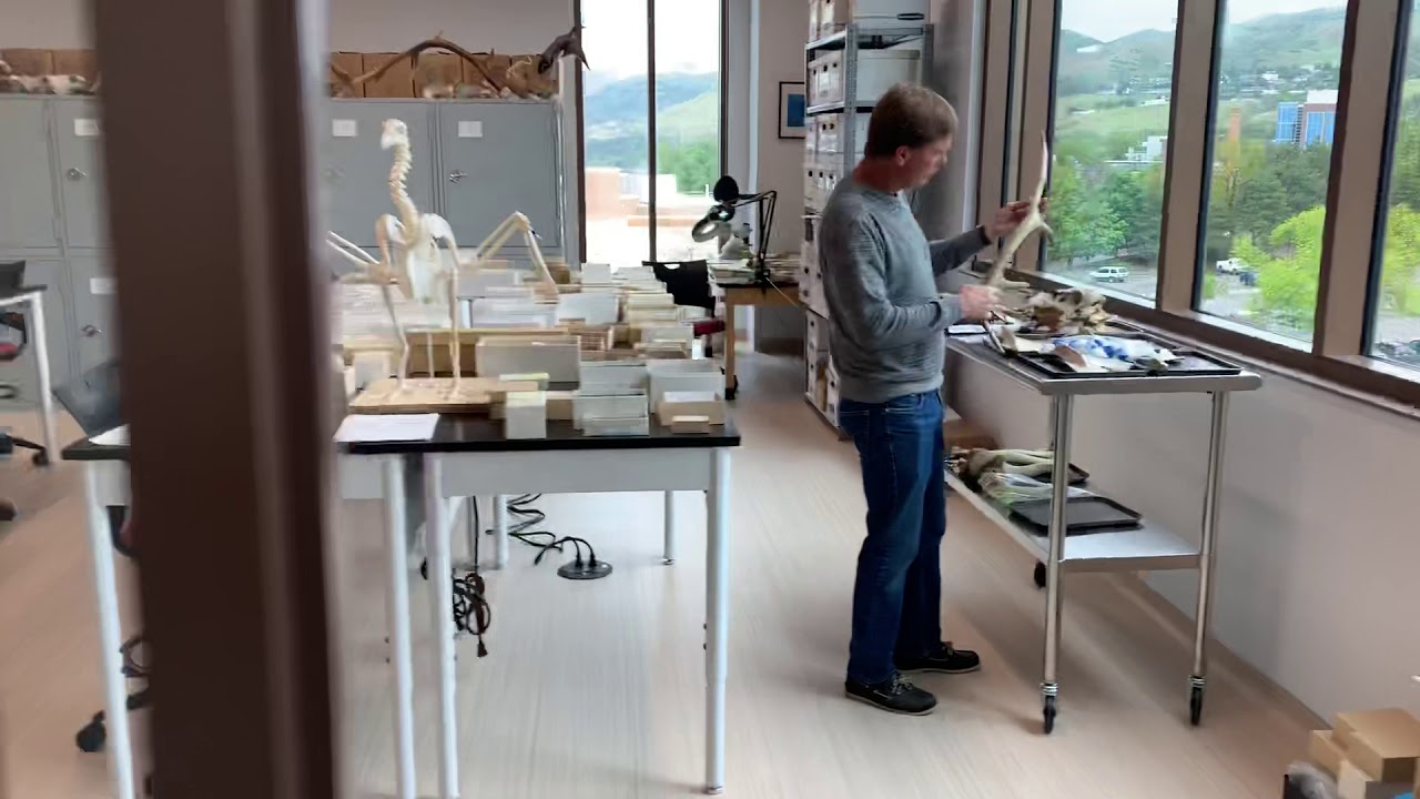 A tour of the University of Utah Zooarchaeology Laboratory