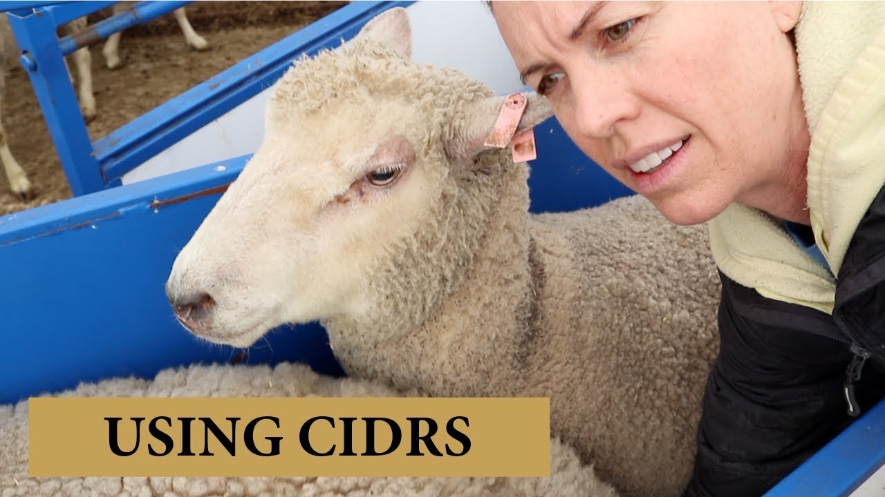 Using CIDRS For Out-of-Season Breeding in Sheep: Vlog 136
