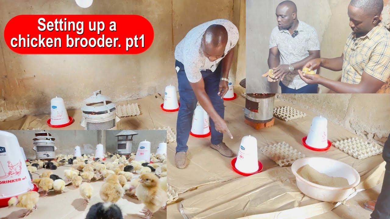LOCAL CHICKEN FARMING FOR BIG PROFITS; SETTING UP A BROODER