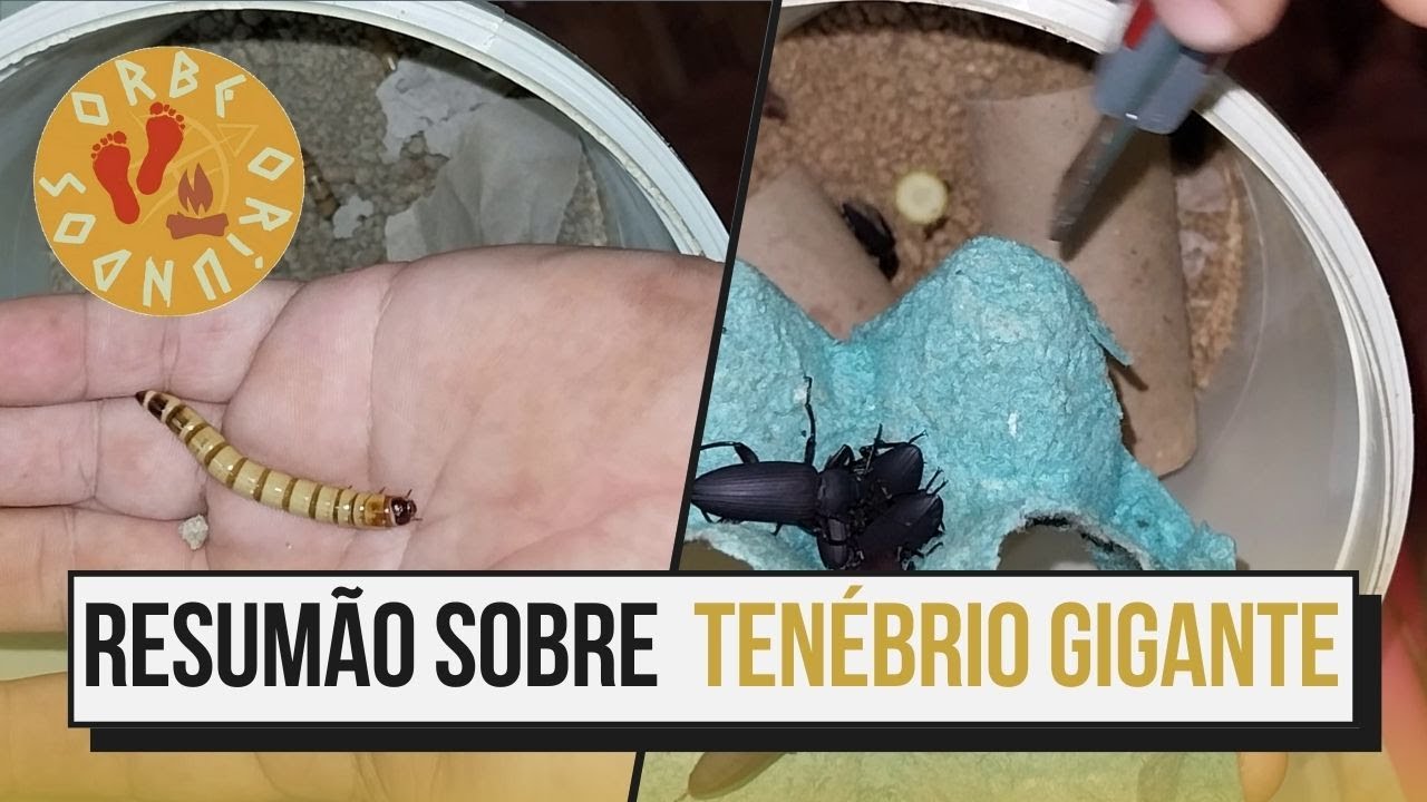 TENEBRIO GIGANTE: Descubra como é Fácil Ter a Sua Criação [Passo a Passo]