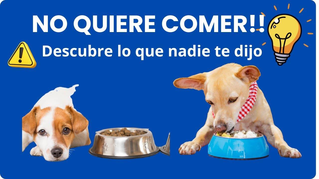 ¿Por qué tu perro ya no quiere comer? 😢 La verdad que nadie te dice