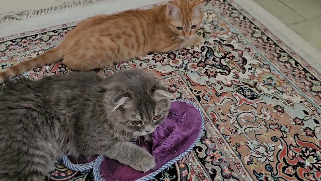 Cats play together😺😍🫂