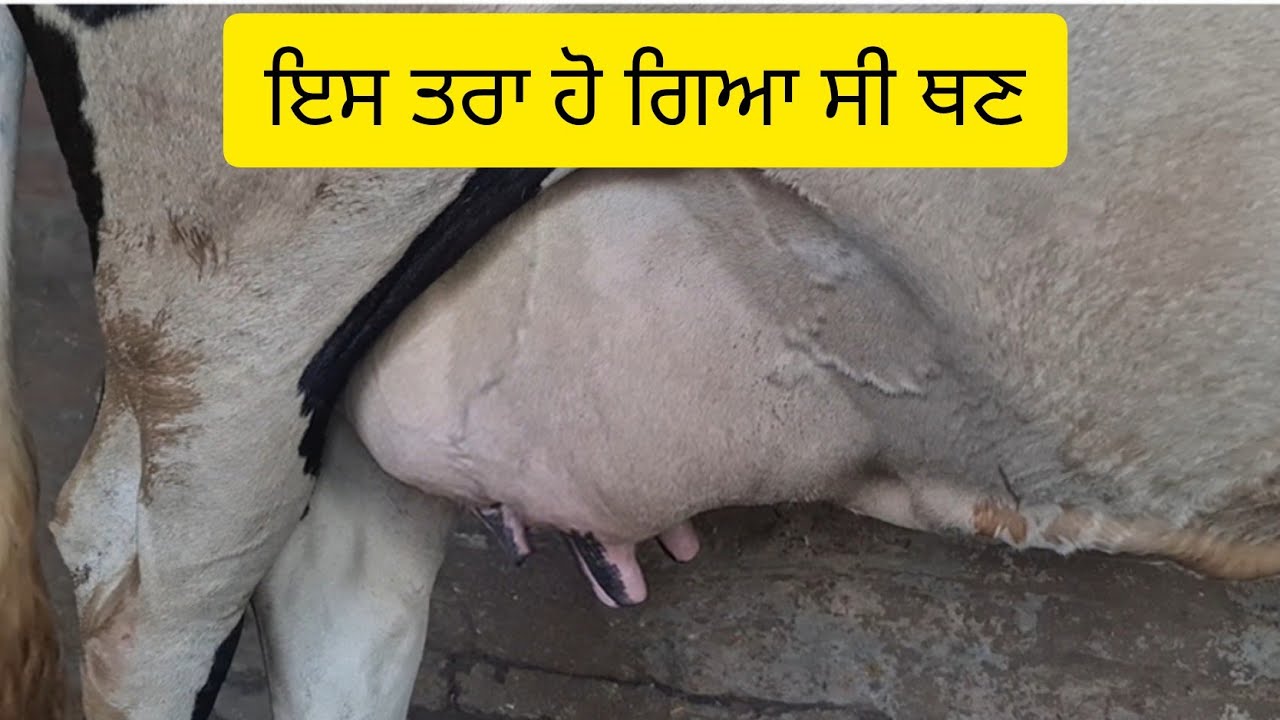 ਮੱਝ ਗਾ ਦਾ ਥਣ ਹੋ ਜਾਵੇ ਖਰਾਬ ਦੁੱਧ ਘੱਟ ਜਾਵੇ ਤੇ ਥਣ ਛੋਟਾ ਹੋ ਜਾਵੇ100%ਪੱਕਾ ਇਲਾਜ ਵੀਡੀਓ end ਤੱਕ ਜਰੂਰ ਵੇਖੋ 👍