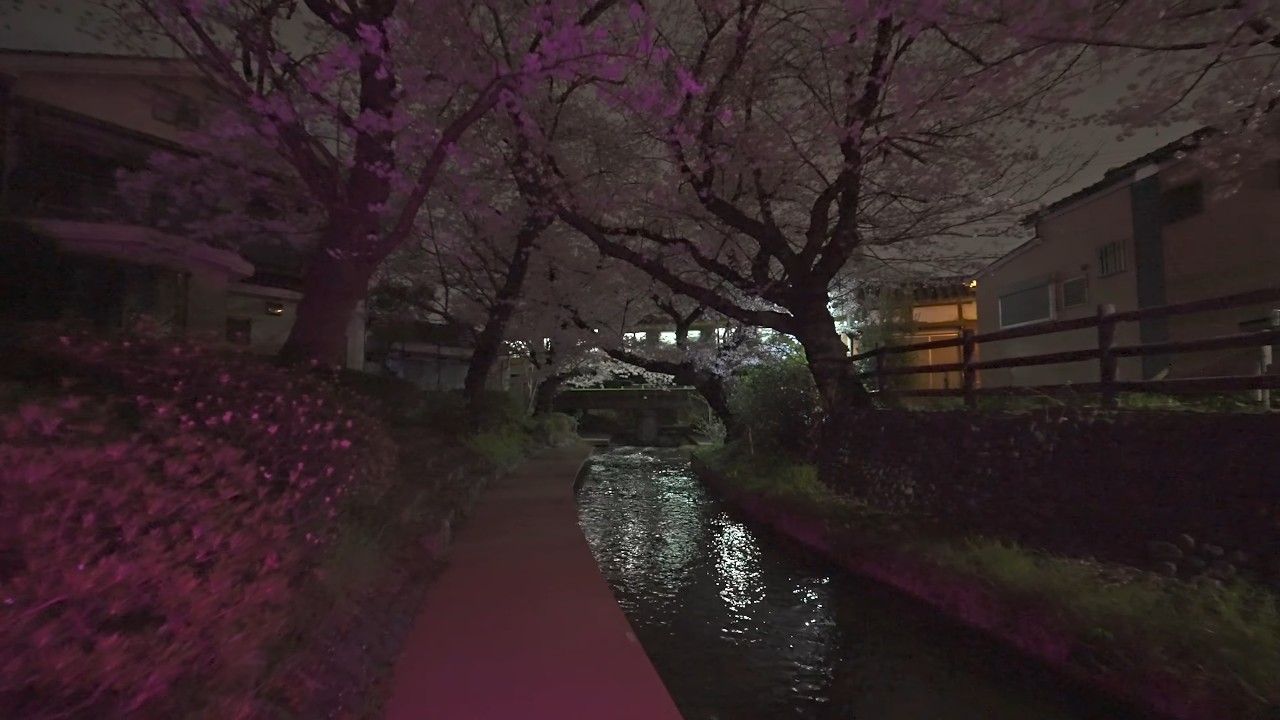 Night sakura at Kawasaki Shukugawara