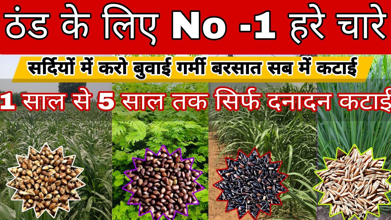 ठंडी गर्मी सर्दी बरसात कभी भी लगाओ यह सब हरे चारे🌿 देंगे सालों साल कटाई best Grass for winter