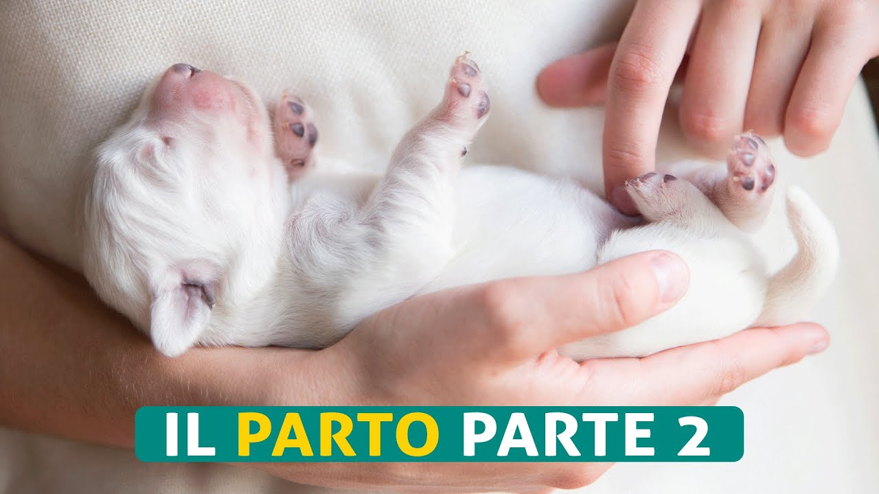 Rubrica Video Salute la nascita dei cuccioli 🥰 🐶