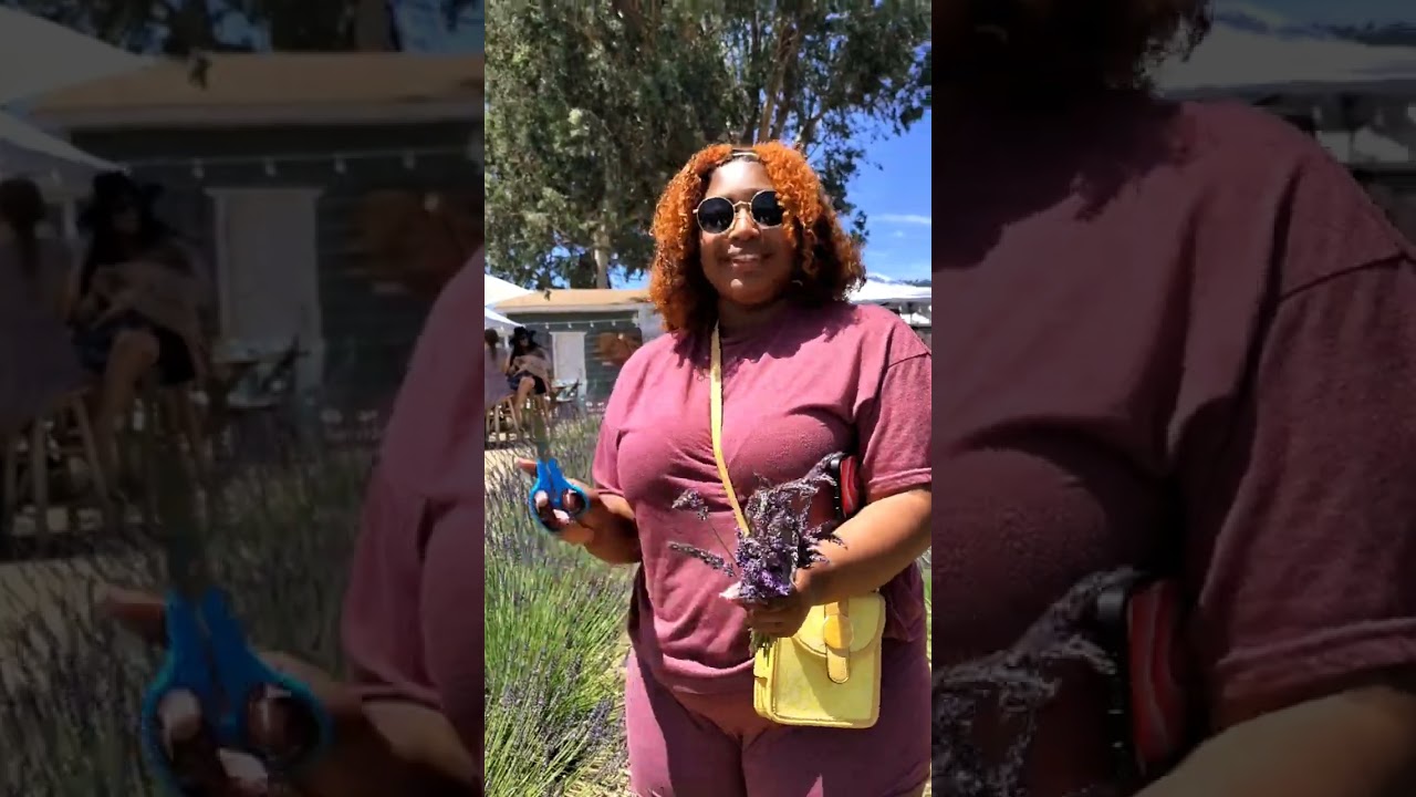 Lavender picking in Wildomar, Ca.               