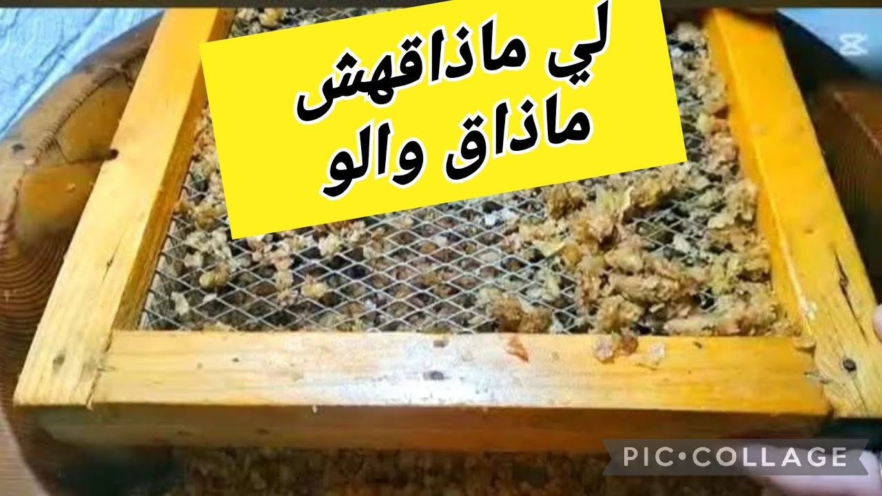  لي مايعرفش بنة #رفيس#زيراوي #شاوي جبايلي 🔥بالسيار ورق شخشوخة مايعرف والو بنة عالمية تهبل🥰