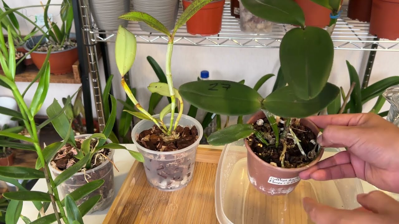 COMO REGAR UNA ORQUIDEA