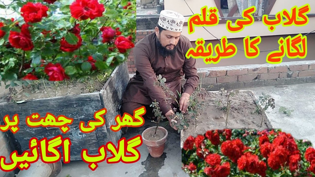 ghulab ki qalam lagane Ka tareeqa / rose farming on the roof / چھت پر پودے