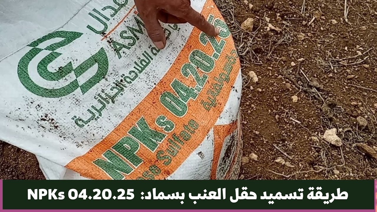 السماد المركب واهميّته لشجرة العنب/ تعلّم الطريقة الصحيحة لإستخدام سماد(npk)  /تسميد اشجار العنب.
