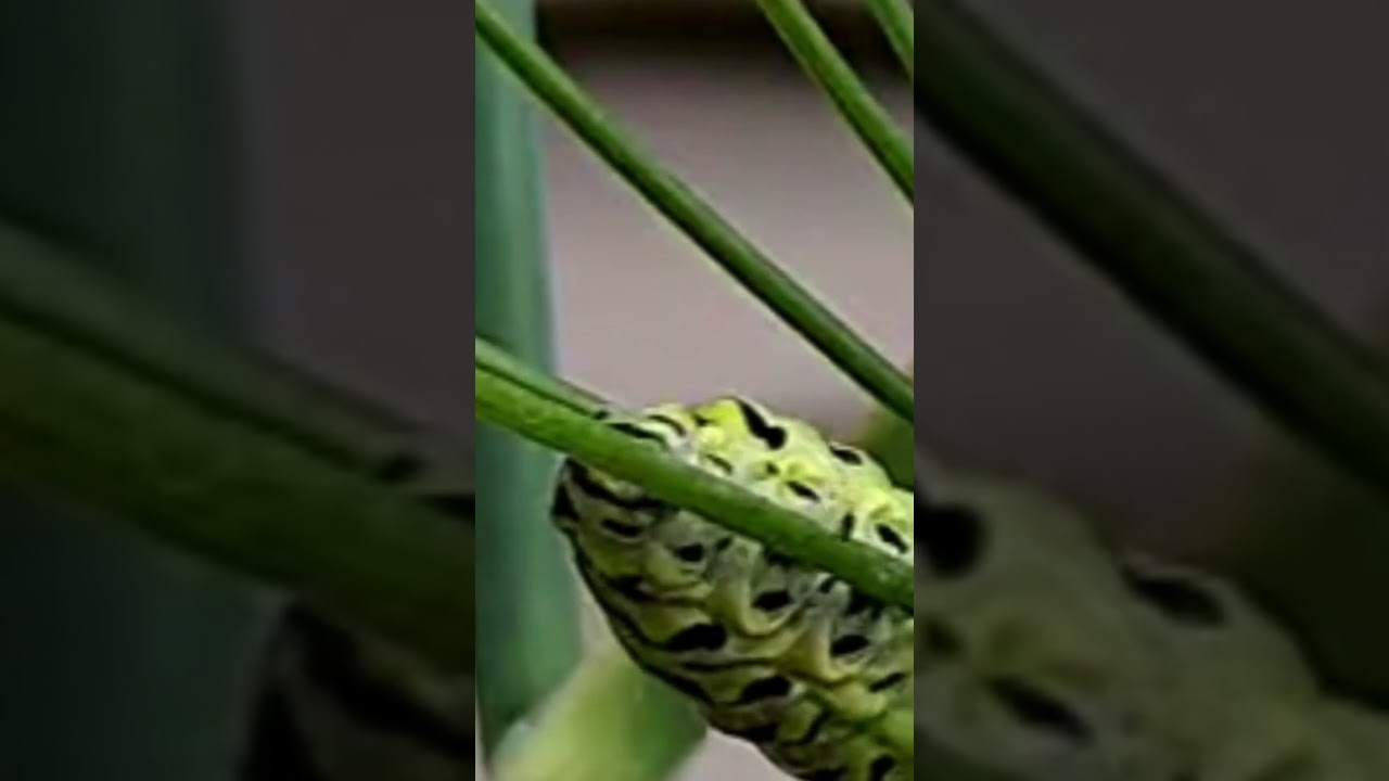 Black Swallowtail Caterpillar on host plant fennel