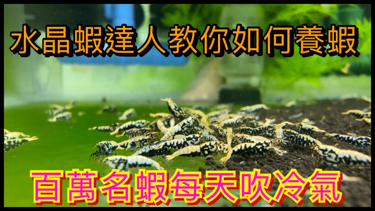 『水晶蝦系列』養蝦達人教你如何開始養水晶蝦,水晶蝦流行已經有一段時間,你們知道台灣水晶蝦水準是世界前茅的嗎？一隻小小的蝦要價十萬,許多國家都愛不釋手,就讓我們來看看台灣之光養蝦達人楊正隆,有字幕
