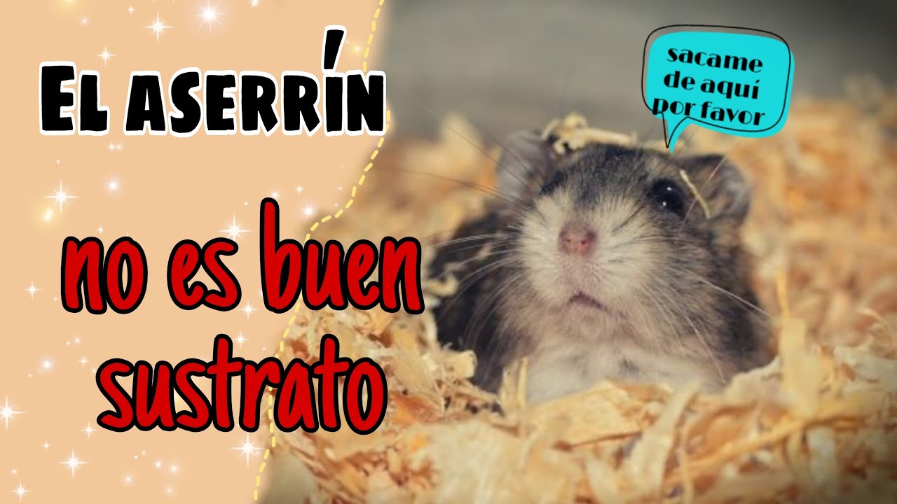 ¿POR QUÉ el ASERRÍN es mal SUSTRATO?