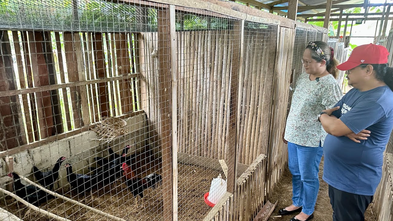 BAGAY ba SAYO mag ALAGA ng ZAMPEN CHICKEN? + Thriving Business na ang FARM, Ready na mag FULL TIME?