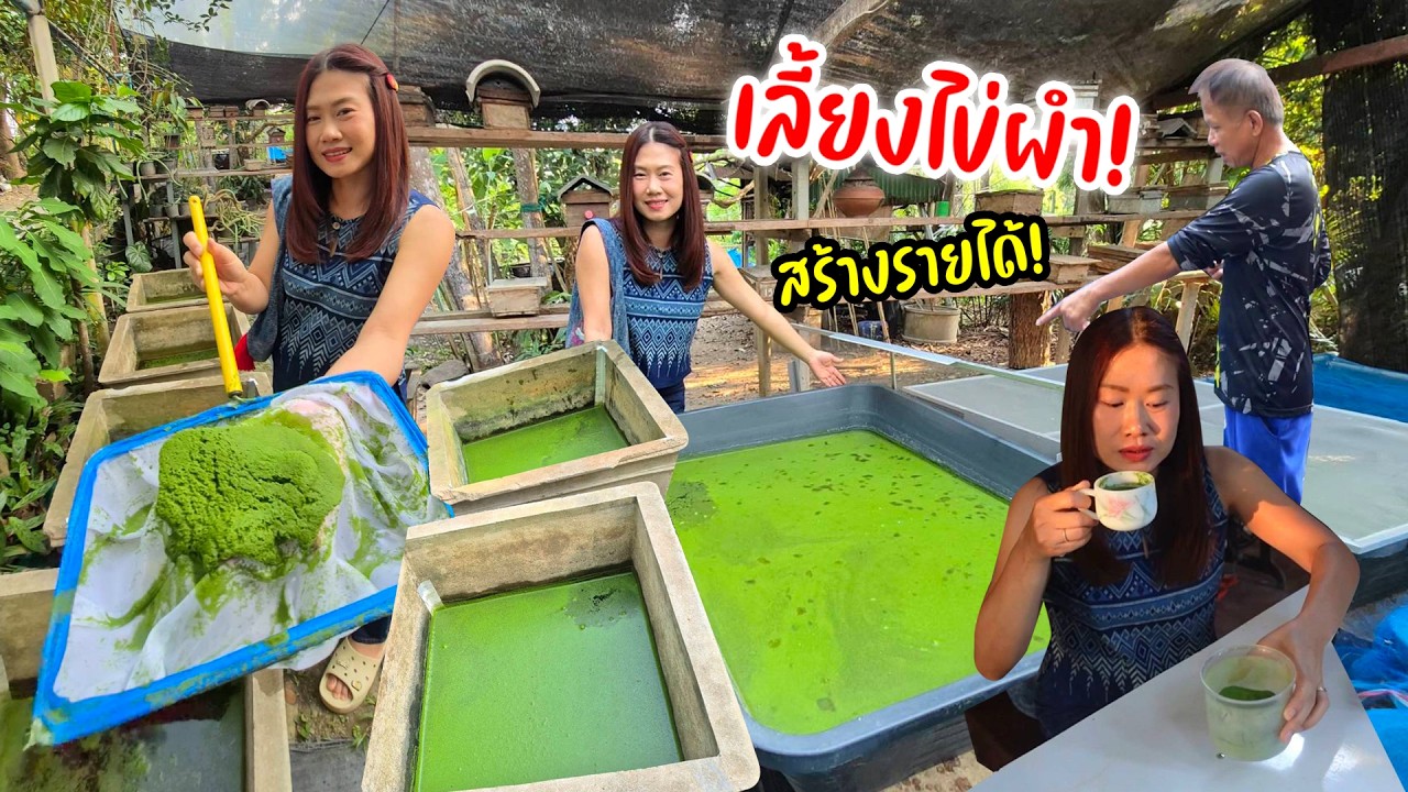 บุก! ฟาร์มไข่ผำเลี้ยงหลายแบบ เก็บขายไม่มีวันหมด ขายแบบสดๆ แปรรูปทำสบู่ ไข่ผำอบแห้ง โปรตีนสูง