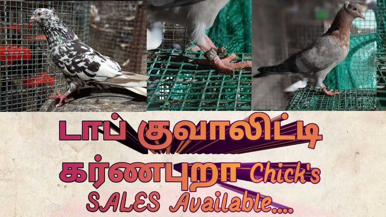 🤩Top quality கர்ணபுறா chicks sales🕊️😍.🚫Rate mentioned frds.#diamonpets#pigeon videos#