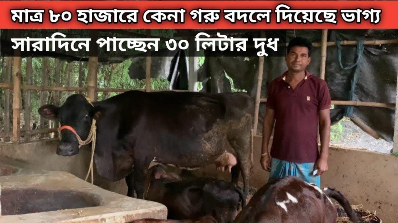 শখের বশে একটি গরু ক্রয় করে সারাদিনে পাচ্ছেন ৩০ লিটার দুধ//অবিশ্বাস্য হলেও সত্য।
