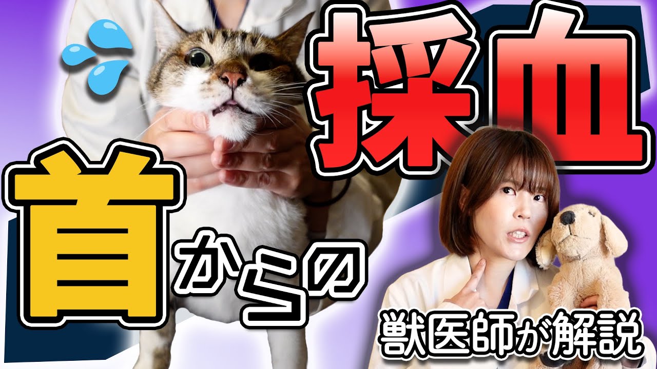 犬猫の【首からの採血】失敗しない4つのコツを現役獣医師が完全解説