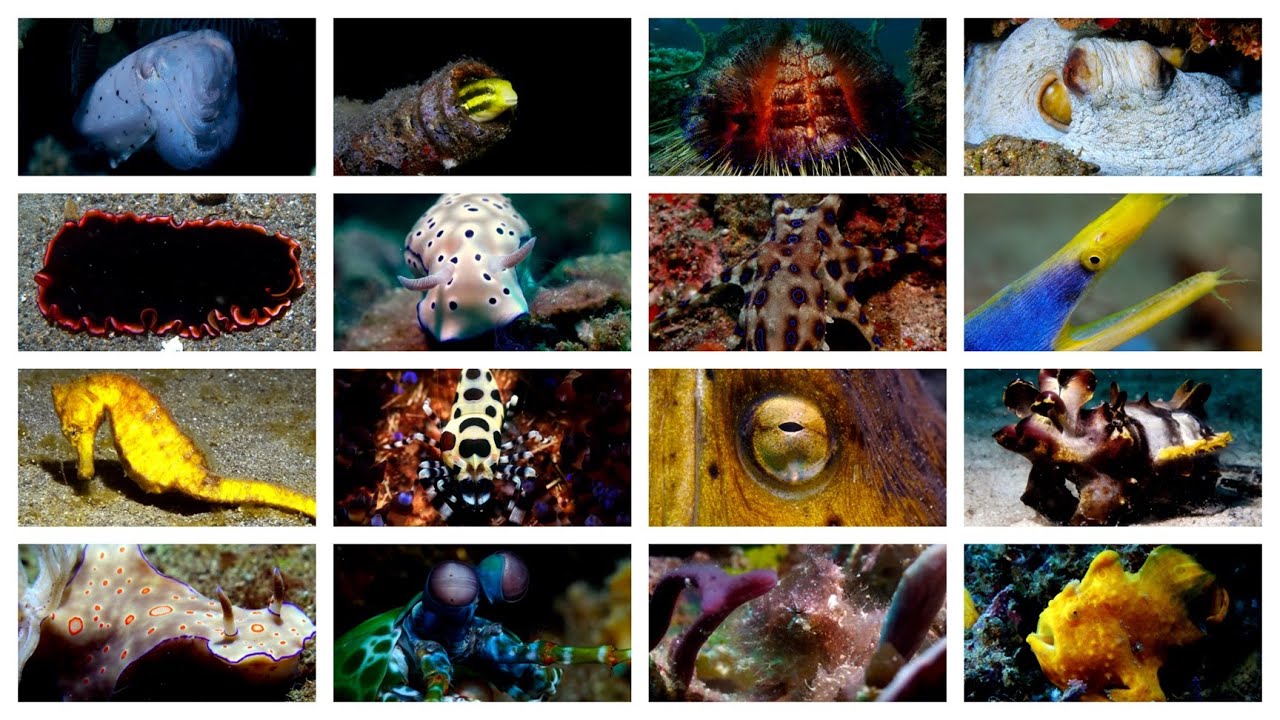 Miniature Marine Monsters 4K: Diving Lembeh Strait & Bangka Island North Sulawesi Indonesia