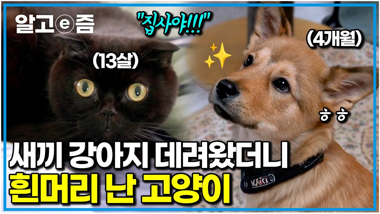 버려진 새끼 강아지 데려온 고양이 집사. 에너지 넘치는 4개월 강아지 피해 이불 속으로 들어간 13살 노묘｜세상에 나쁜 개는 없다｜알고e즘