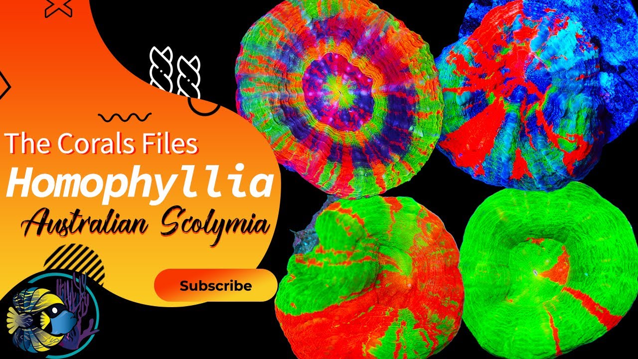 Homophyllia - Australian Scolymia Coral Care Guide