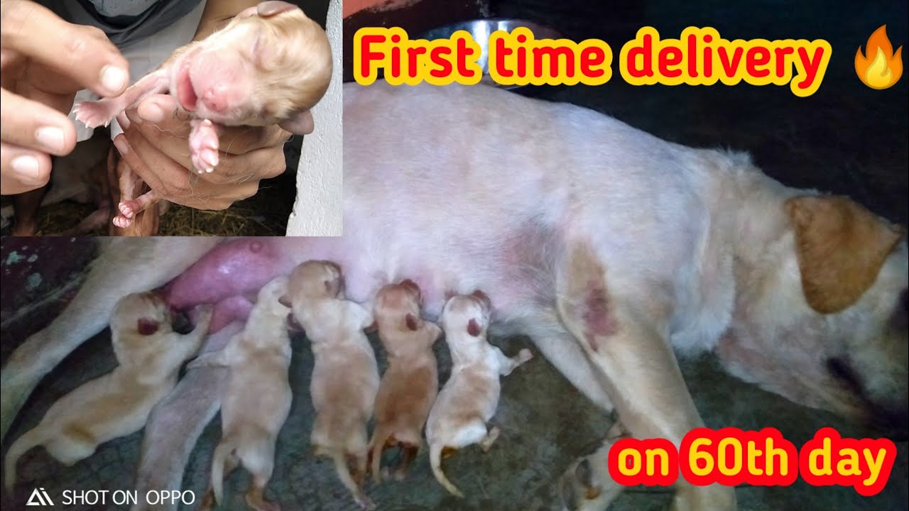 Labrador giving birth || 60th day puppies delivery 🐕🔥