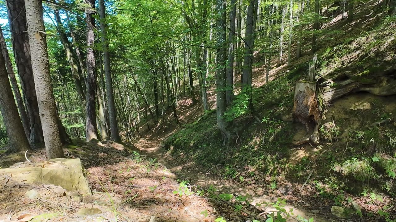 Klause Wald ohne Fluss